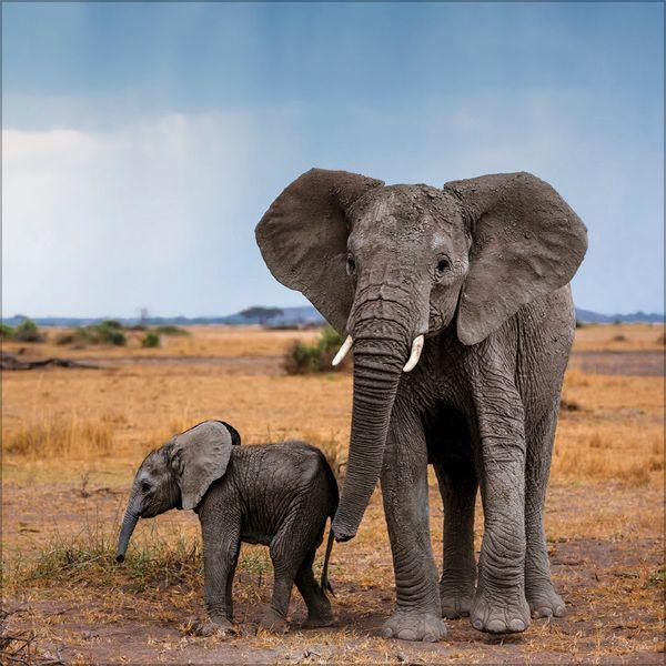 Beispielinhalt (Bild) Elefanten 2027