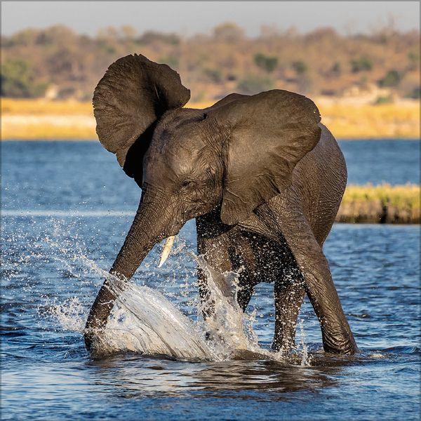 Beispielinhalt (Bild) Elefanten 2027