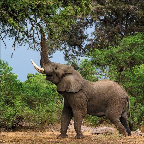 Beispielinhalt (Bild) Elefanten 2027