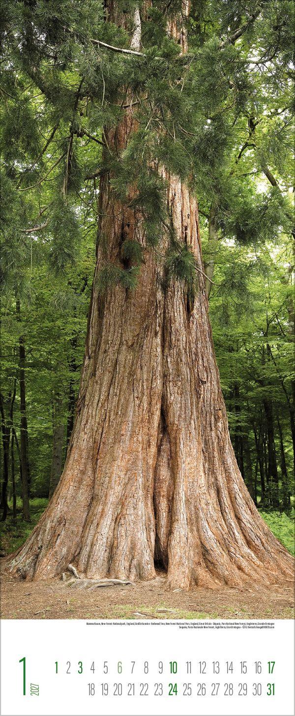 Beispielinhalt (Bild) Bäume 2027