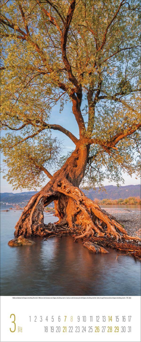 Beispielinhalt (Bild) Bäume 2027