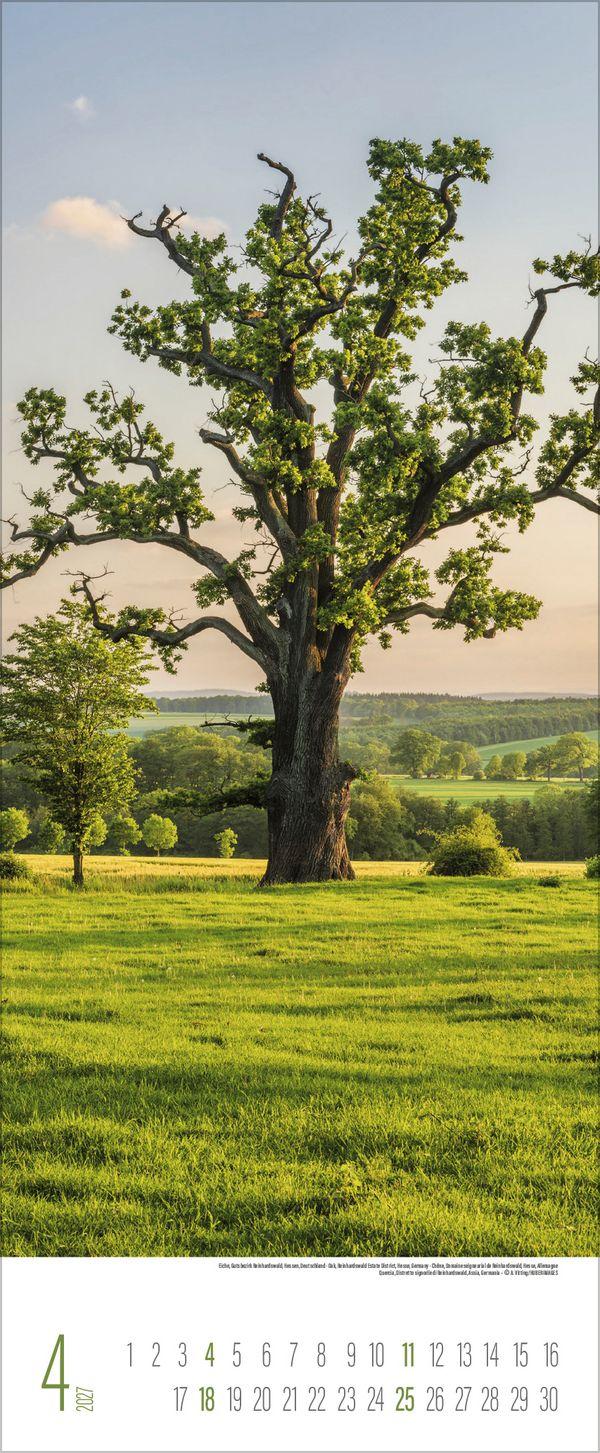 Beispielinhalt (Bild) Bäume 2027