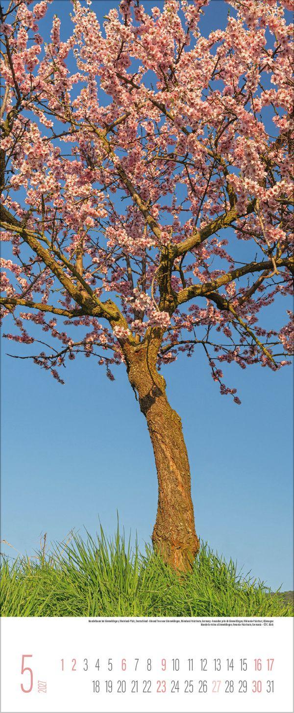 Beispielinhalt (Bild) Bäume 2027