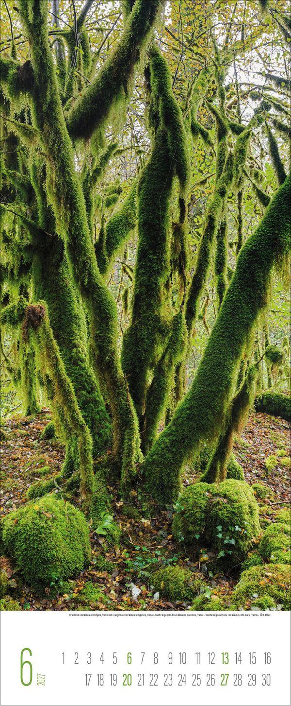 Beispielinhalt (Bild) Bäume 2027