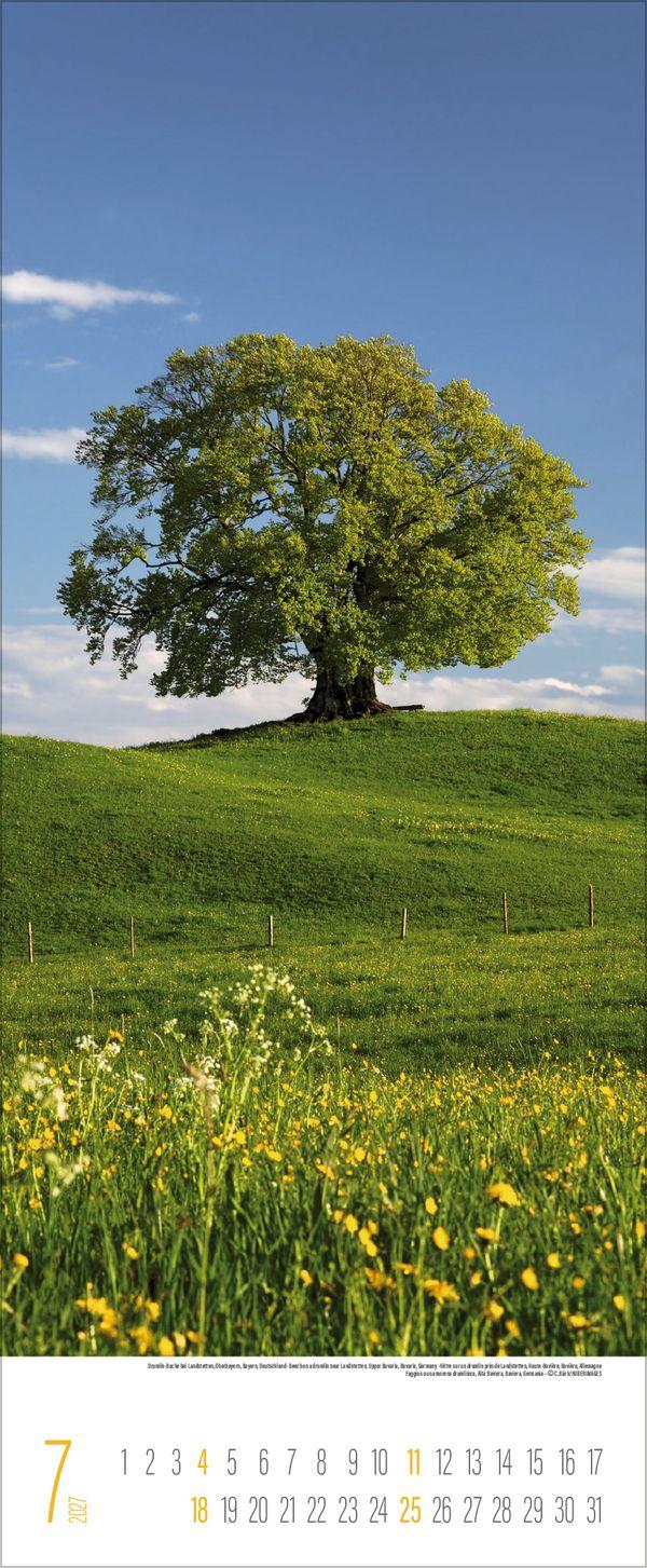 Beispielinhalt (Bild) Bäume 2027