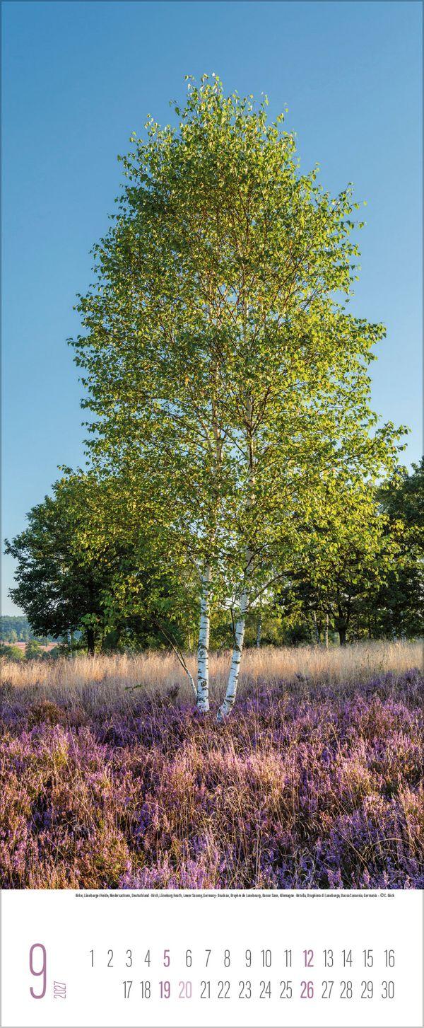 Beispielinhalt (Bild) Bäume 2027