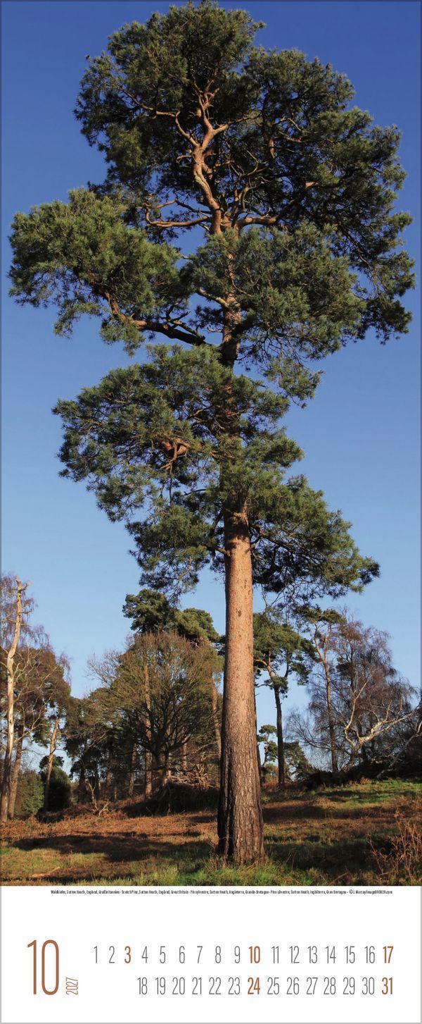 Beispielinhalt (Bild) Bäume 2027