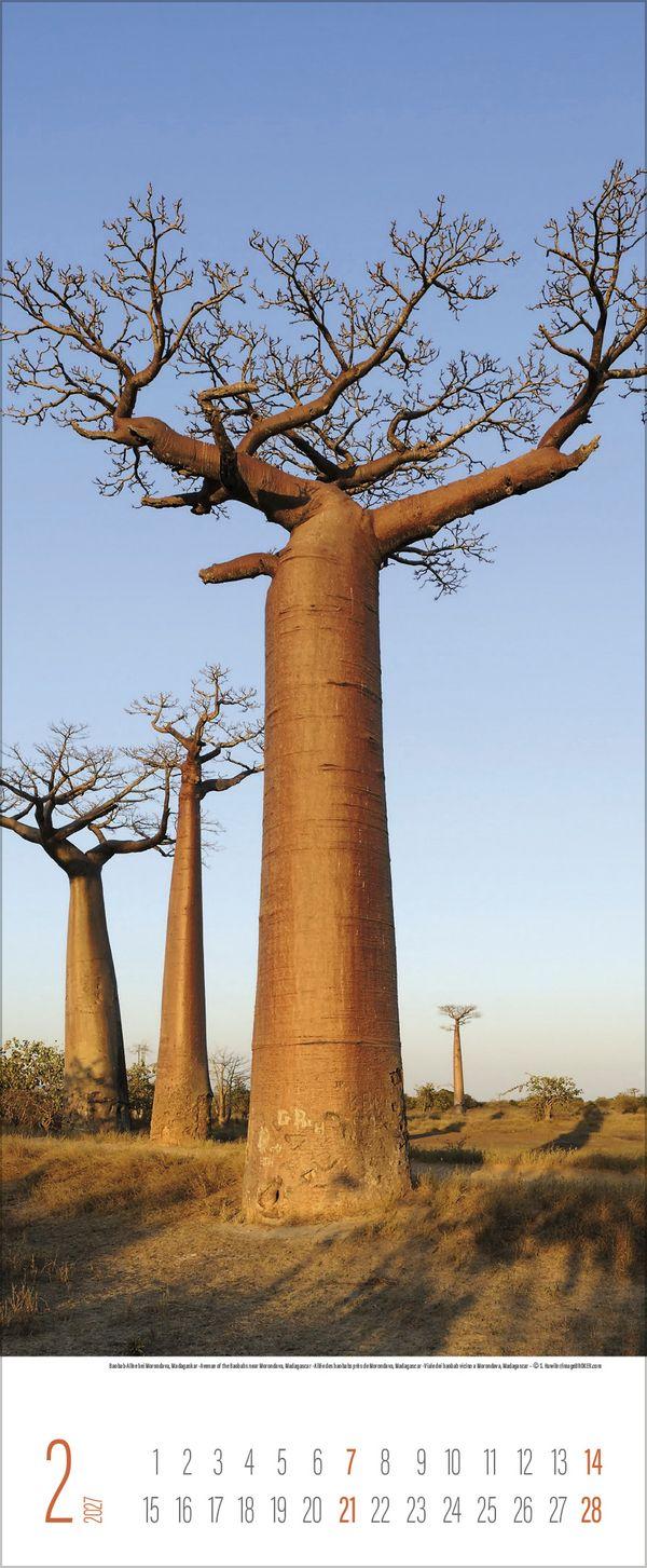 Beispielinhalt (Bild) Bäume 2027