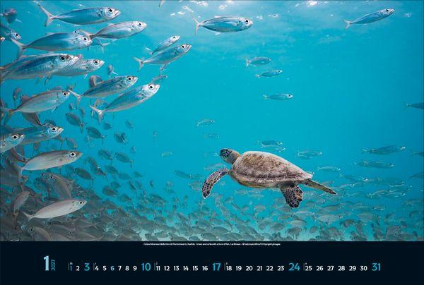 Beispielinhalt (Bild) Magie der Meere 2027