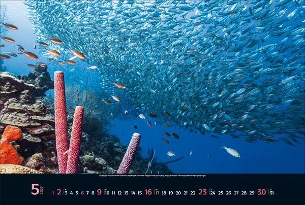 Beispielinhalt (Bild) Magie der Meere 2027