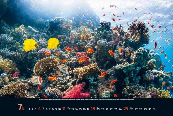 Beispielinhalt (Bild) Magie der Meere 2027