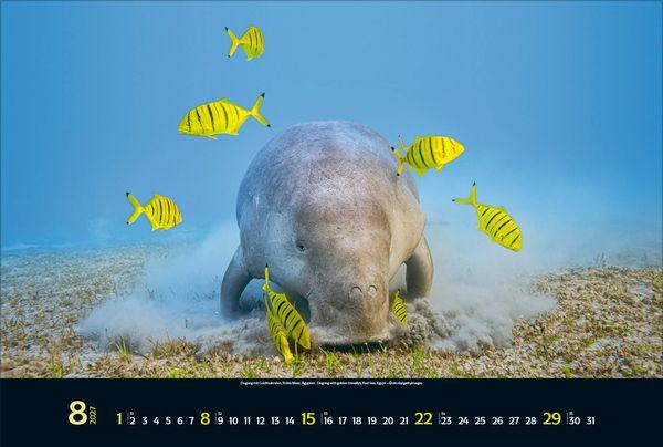 Beispielinhalt (Bild) Magie der Meere 2027