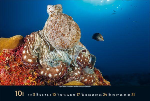 Beispielinhalt (Bild) Magie der Meere 2027