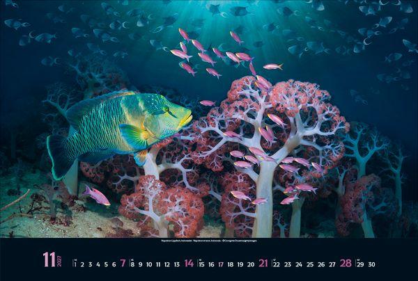 Beispielinhalt (Bild) Magie der Meere 2027