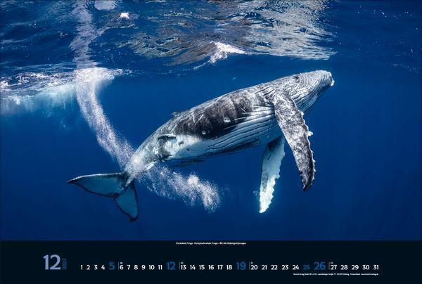 Beispielinhalt (Bild) Magie der Meere 2027