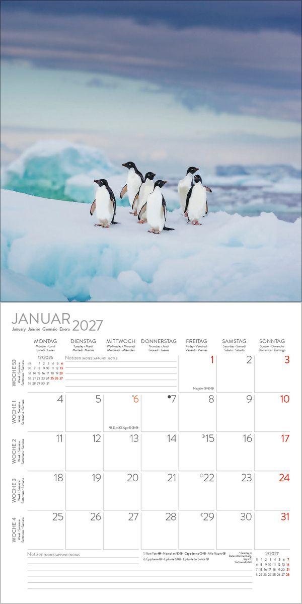 Beispielinhalt (Bild) Pinguine 2027