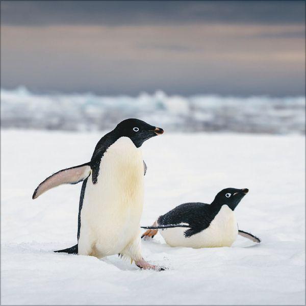 Beispielinhalt (Bild) Pinguine 2027