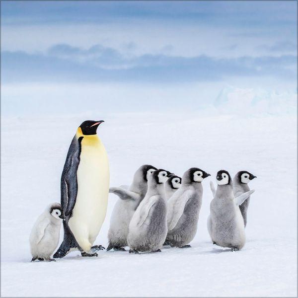 Beispielinhalt (Bild) Pinguine 2027