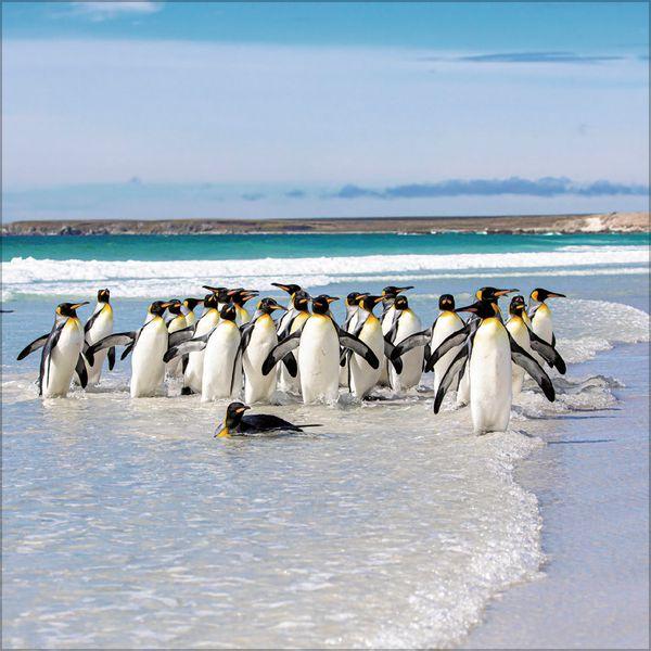 Beispielinhalt (Bild) Pinguine 2027