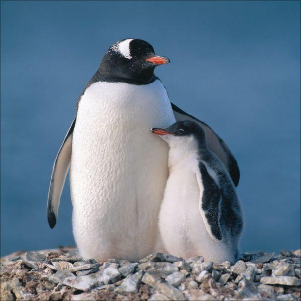 Beispielinhalt (Bild) Pinguine 2027