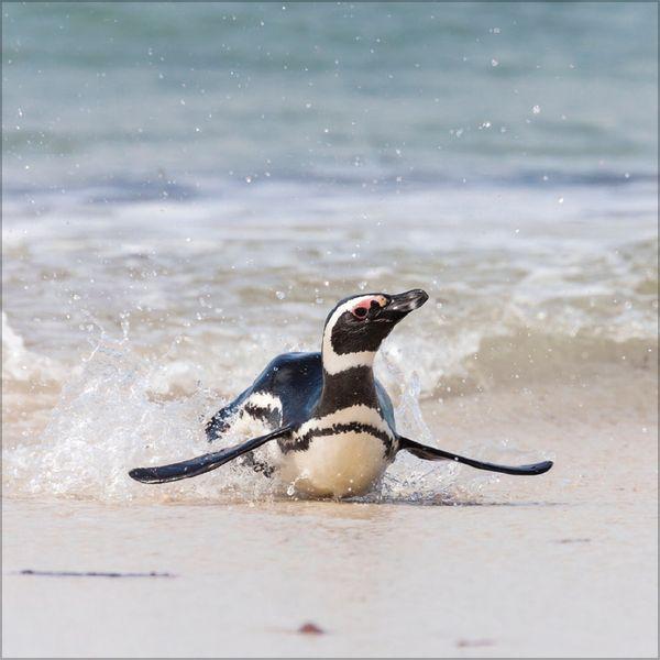 Beispielinhalt (Bild) Pinguine 2027