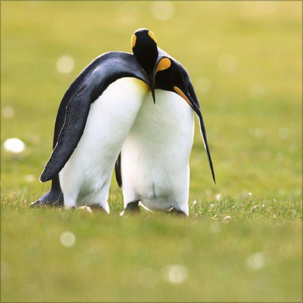 Beispielinhalt (Bild) Pinguine 2027