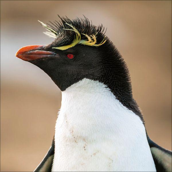 Beispielinhalt (Bild) Pinguine 2027