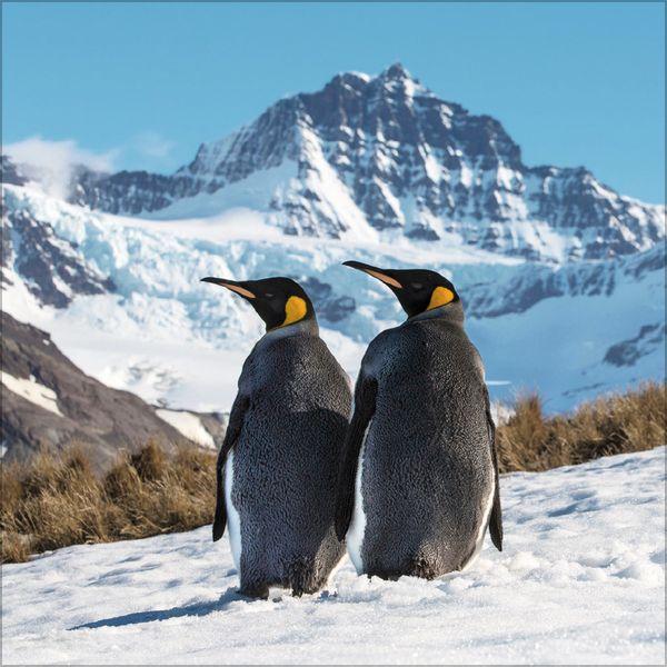 Beispielinhalt (Bild) Pinguine 2027