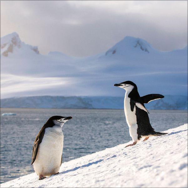 Beispielinhalt (Bild) Pinguine 2027