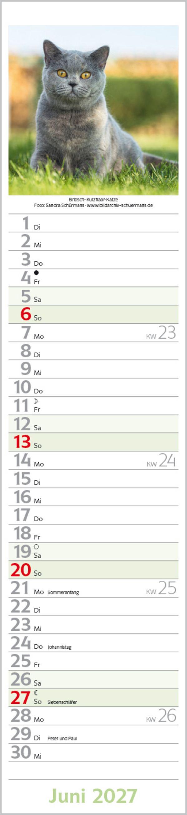 Beispielinhalt (Bild) Katzen Langplaner 2027