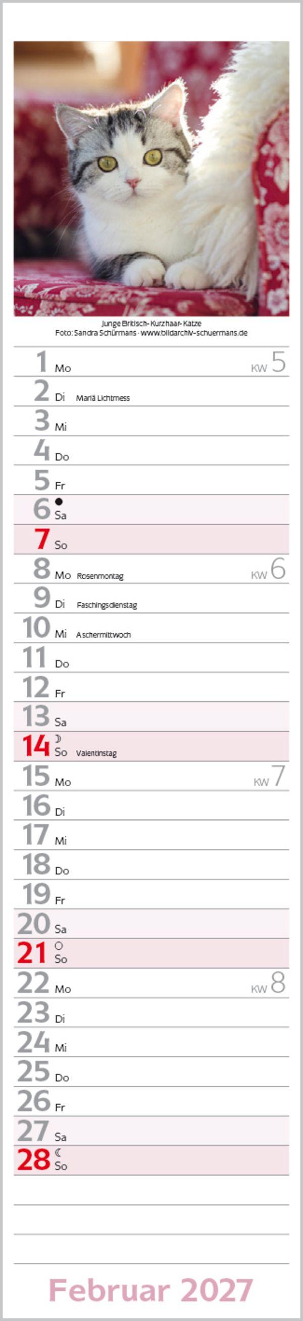 Beispielinhalt (Bild) Katzen Langplaner 2027