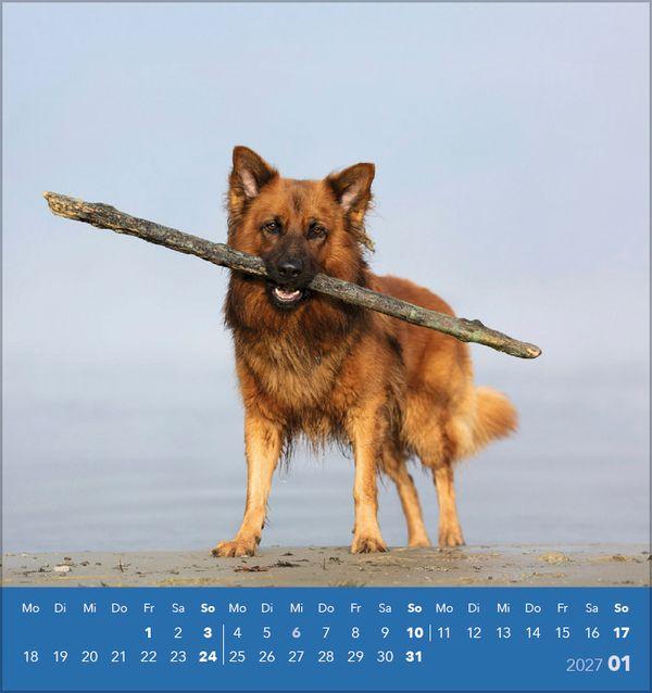 Beispielinhalt (Bild) Hunde 2027