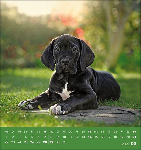 Beispielinhalt (Bild) Hunde 2027