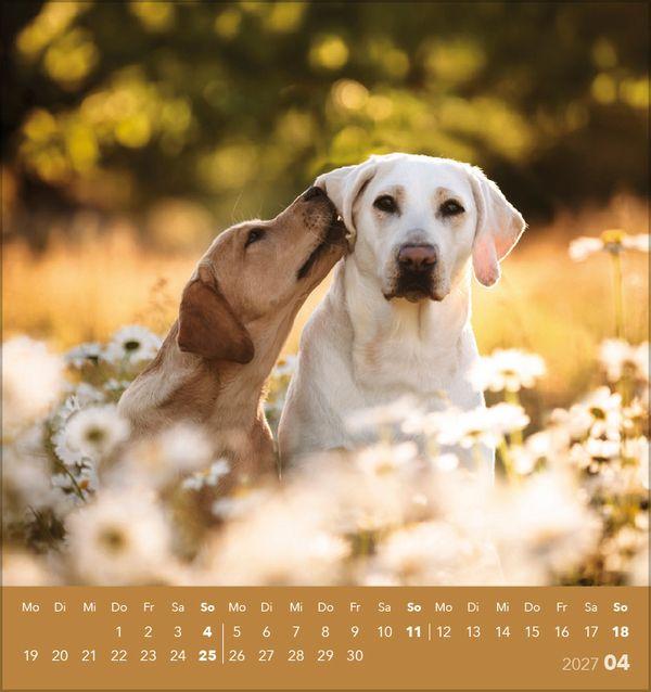 Beispielinhalt (Bild) Hunde 2027