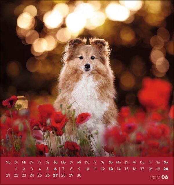 Beispielinhalt (Bild) Hunde 2027