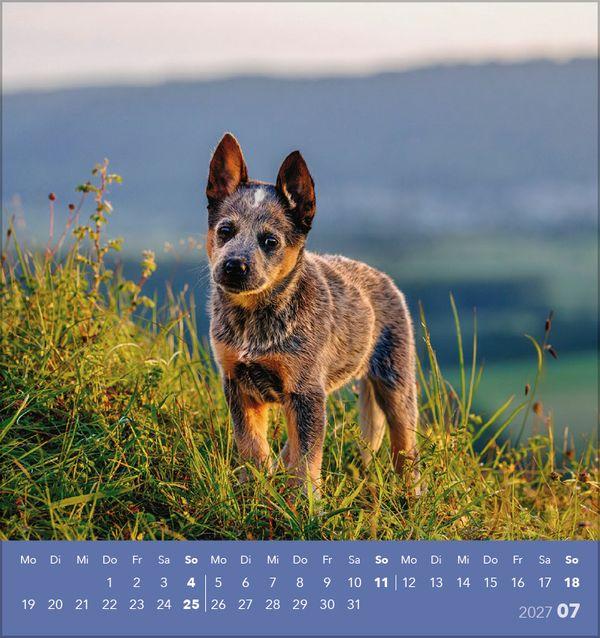 Beispielinhalt (Bild) Hunde 2027