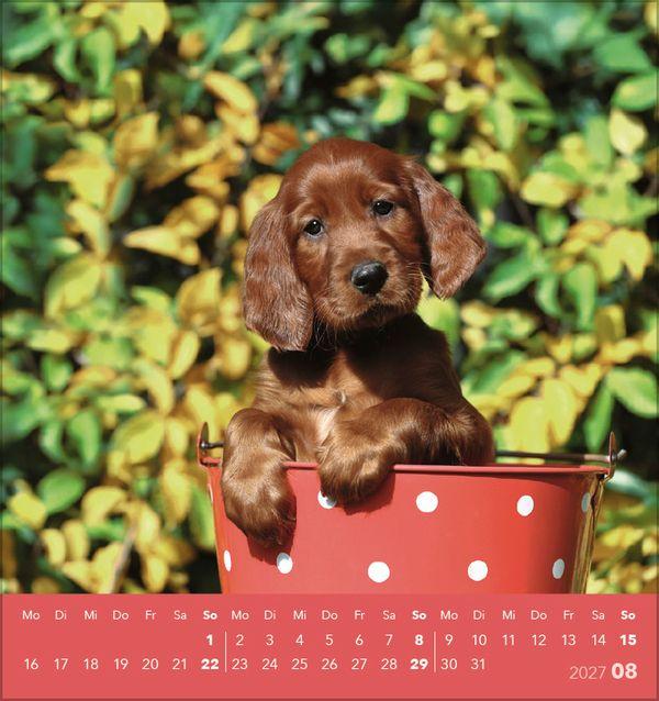 Beispielinhalt (Bild) Hunde 2027