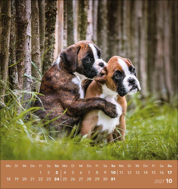 Beispielinhalt (Bild) Hunde 2027