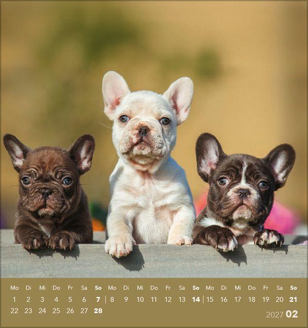 Beispielinhalt (Bild) Hunde 2027