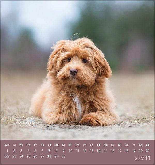 Beispielinhalt (Bild) Hunde 2027