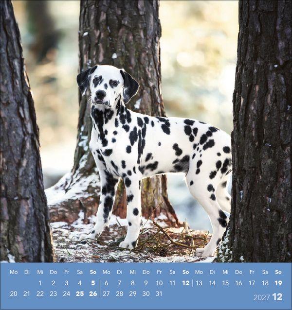 Beispielinhalt (Bild) Hunde 2027