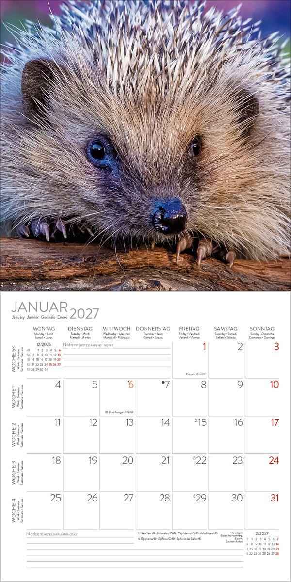 Beispielinhalt (Bild) Igel 2027