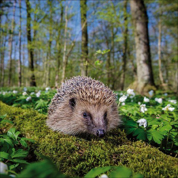 Beispielinhalt (Bild) Igel 2027