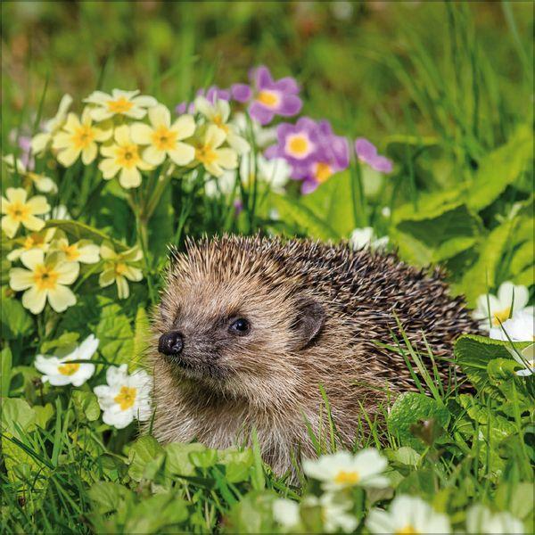 Beispielinhalt (Bild) Igel 2027