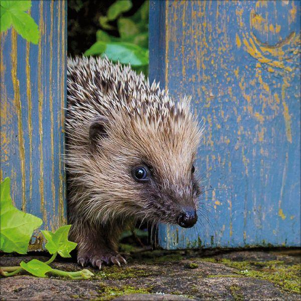 Beispielinhalt (Bild) Igel 2027