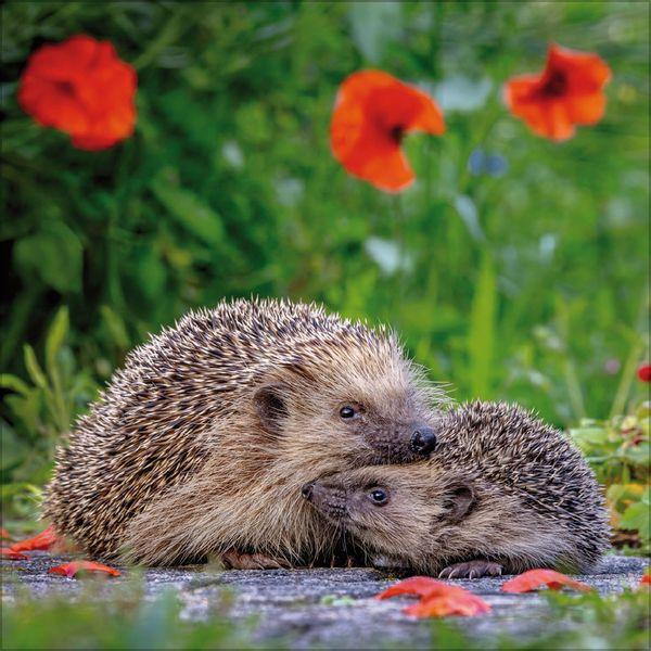 Beispielinhalt (Bild) Igel 2027