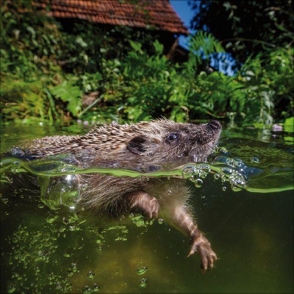 Beispielinhalt (Bild) Igel 2027