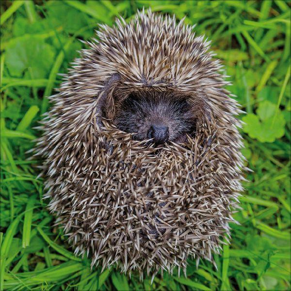 Beispielinhalt (Bild) Igel 2027