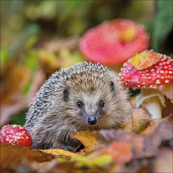 Beispielinhalt (Bild) Igel 2027