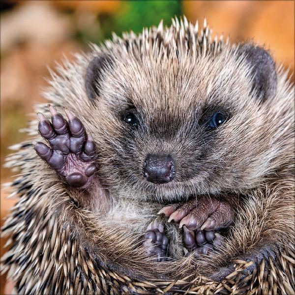 Beispielinhalt (Bild) Igel 2027